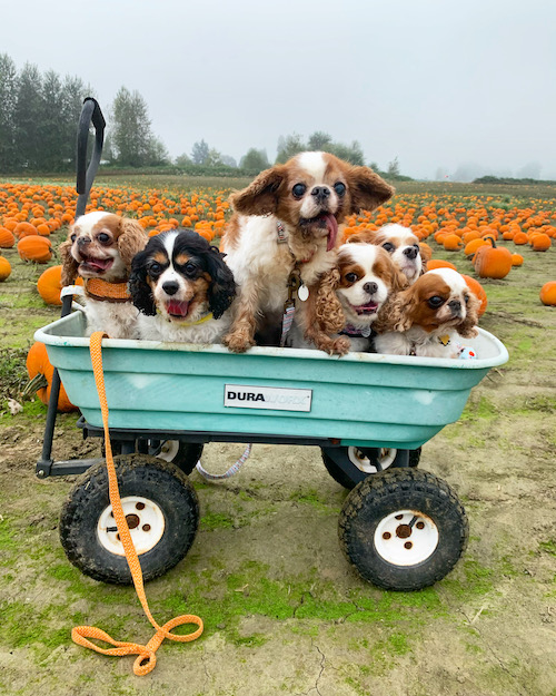 A bunch of cavaliers in a green wagon with pumpkins behind them. 