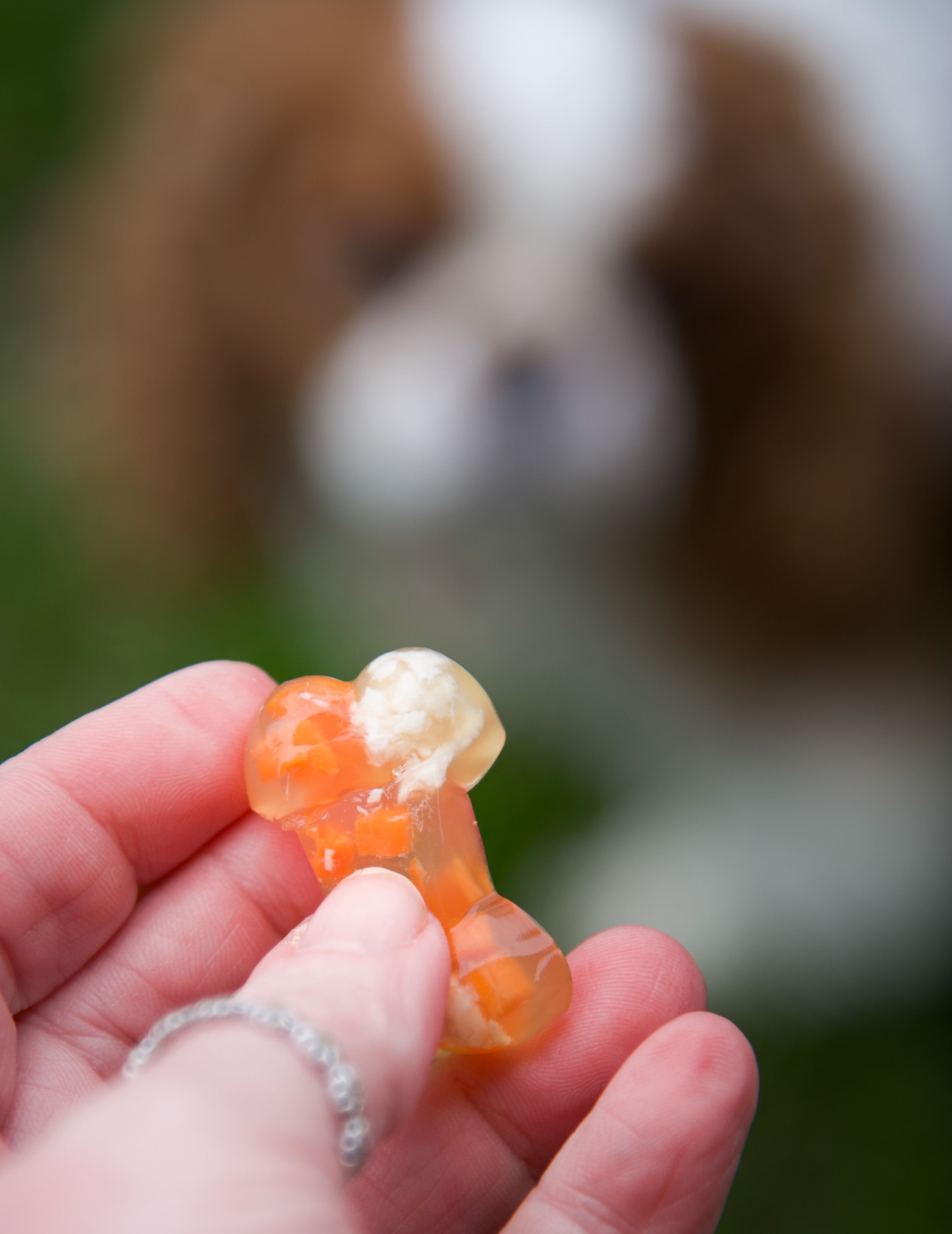 Close up of a chicken jello shot bone being held in a hand by fingers. You can see the chicken and carrot pieces inside. With blurred dog in background.