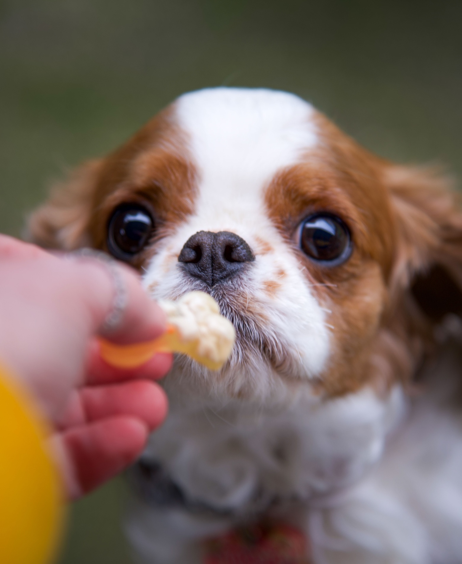 Cavalier King Charles Spaniel sniffing the chicken jello shot. 