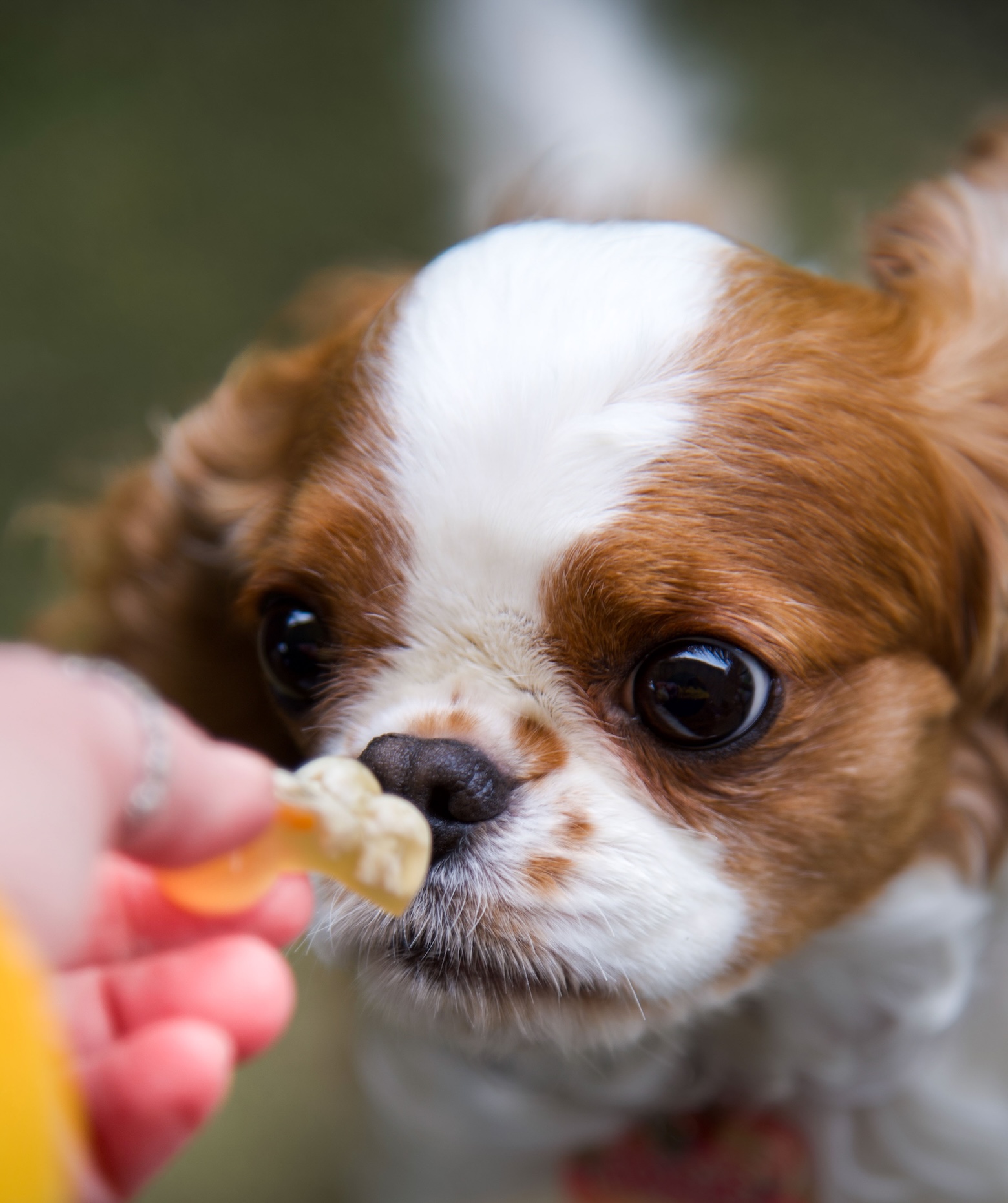 Cavalier King Charles Spaniel sniffing the chicken jello shot. 